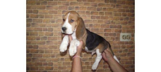 Beagle cu pedigree de vanzare