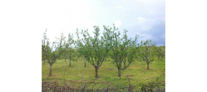 LIvada cu peste 150 de pomi fructiferi in Episcopia